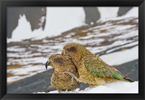 Framed New Zealand, South Island, Arrowsmith, Kea birds Print