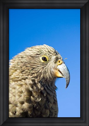 Framed Close up of Kea Bird, Arthurs Pass NP, South Island, New Zealand Print