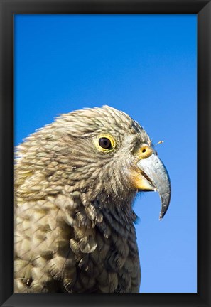 Framed Close up of Kea Bird, Arthurs Pass NP, South Island, New Zealand Print