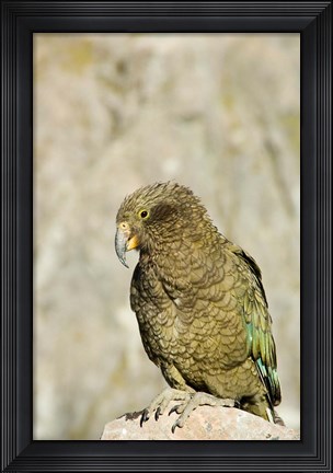 Framed New Zealand, South Island, Arthurs Pass NP, Kea Print