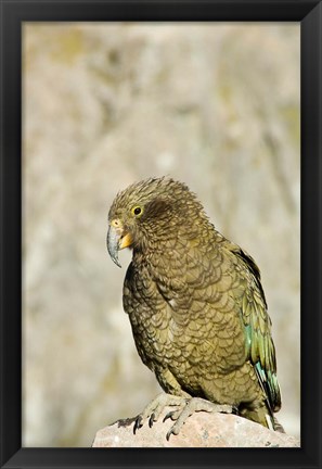 Framed New Zealand, South Island, Arthurs Pass NP, Kea Print