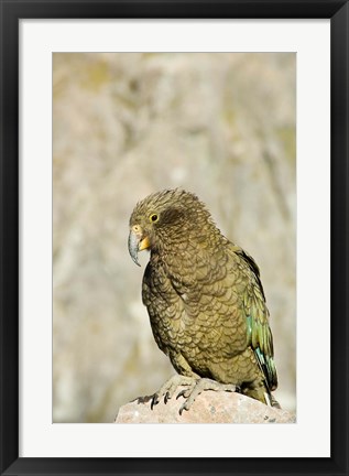 Framed New Zealand, South Island, Arthurs Pass NP, Kea Print