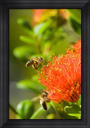 Framed New Zealand, South Island, Bee on Rata flower Print
