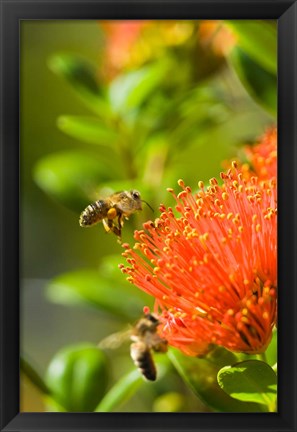 Framed New Zealand, South Island, Bee on Rata flower Print