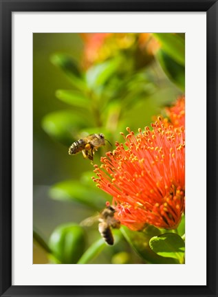 Framed New Zealand, South Island, Bee on Rata flower Print