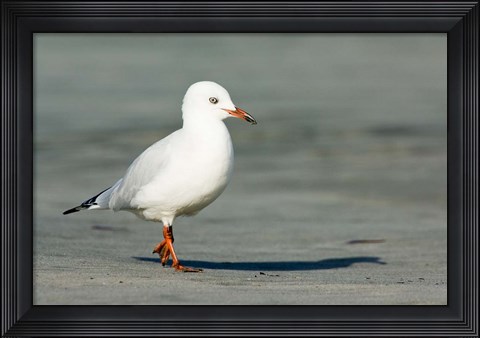 Framed Karamea Redbilled, South Island, Gull New Zealand Print