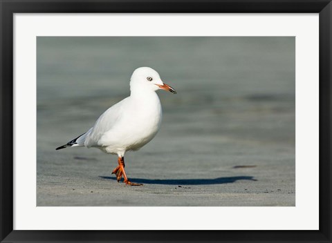 Framed Karamea Redbilled, South Island, Gull New Zealand Print