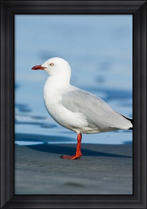 Framed New Zealand, South Island, Karamea Redbilled Gull Print