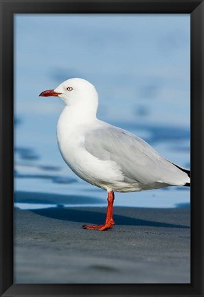 Framed New Zealand, South Island, Karamea Redbilled Gull Print