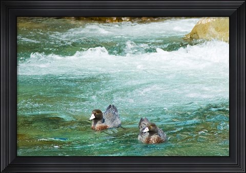 Framed New Zealand, South Island, Kelly Creek Blue Duck Print