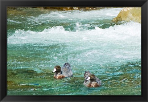 Framed New Zealand, South Island, Kelly Creek Blue Duck Print