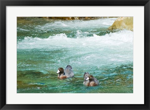 Framed New Zealand, South Island, Kelly Creek Blue Duck Print