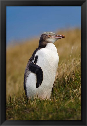 Framed New Zealand, Katiki Point, Yellow-eyed Penguin Print