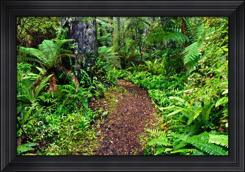 Framed New Zealand, Otago, Old Coach Walking Path, Forest Print