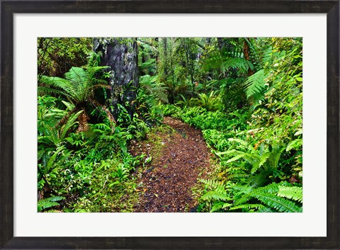 Framed New Zealand, Otago, Old Coach Walking Path, Forest Print