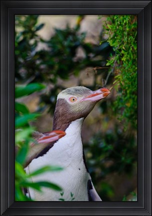 Framed New Zealand, South Isl, Otago, Yellow-eyed penguin Print