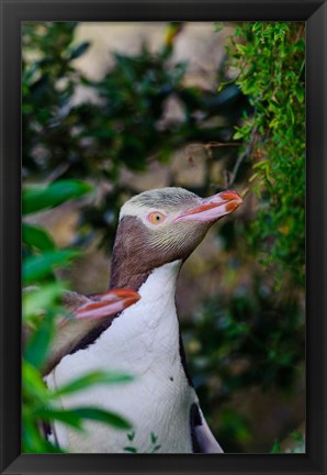 Framed New Zealand, South Isl, Otago, Yellow-eyed penguin Print