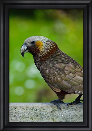 Framed New Zealand, Stewart Island, Halfmoon Bay Kaka bird Print