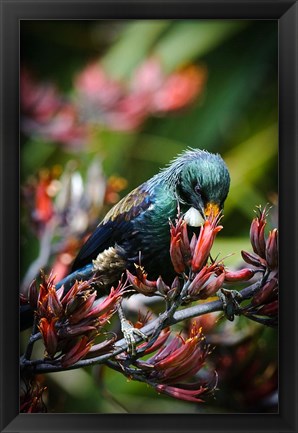 Framed Tui bird, New Zealand Print