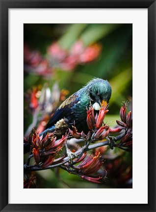 Framed Tui bird, New Zealand Print