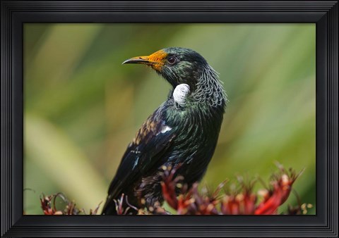 Framed New Zealand, Stewart Island, Halfmoon Bay, Tui bird Print