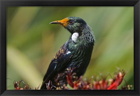 Framed New Zealand, Stewart Island, Halfmoon Bay, Tui bird Print