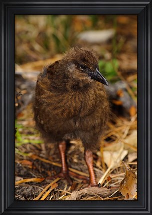 Framed New Zealand, Stewart Island, Ulva Island, Weka bird Print