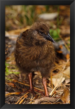 Framed New Zealand, Stewart Island, Ulva Island, Weka bird Print