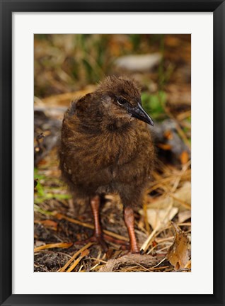 Framed New Zealand, Stewart Island, Ulva Island, Weka bird Print