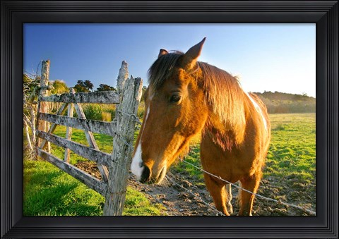 Framed New Zealand, South Island, Horse ranch, farm animal Print