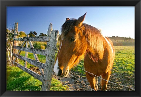 Framed New Zealand, South Island, Horse ranch, farm animal Print