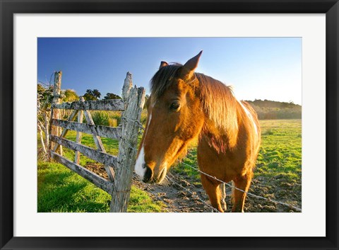 Framed New Zealand, South Island, Horse ranch, farm animal Print