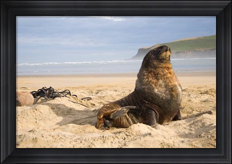 Framed Sea lions on beach, Catlins, New Zealand Print