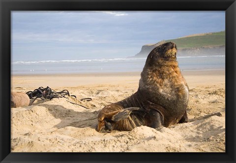 Framed Sea lions on beach, Catlins, New Zealand Print