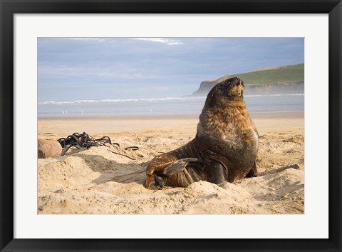 Framed Sea lions on beach, Catlins, New Zealand Print
