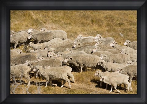Framed Farm animals, Sheep herd, South Island, New Zealand Print