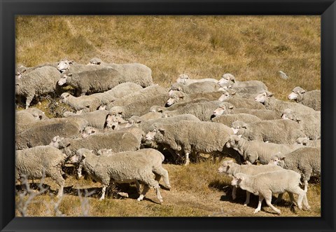 Framed Farm animals, Sheep herd, South Island, New Zealand Print