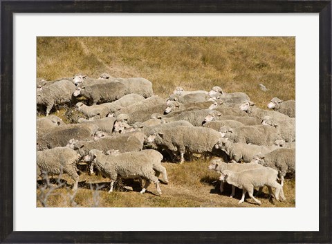 Framed Farm animals, Sheep herd, South Island, New Zealand Print
