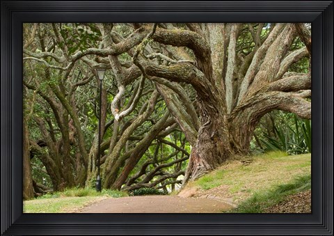 Framed Trees, Central Park, Auckland, New Zealand Print