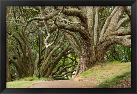 Framed Trees, Central Park, Auckland, New Zealand Print