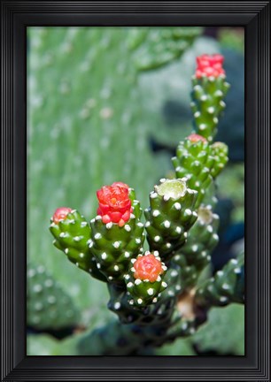Framed Fat plant, Antigua, West Indies, Caribbean Print