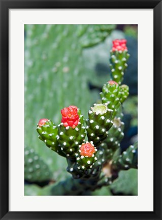 Framed Fat plant, Antigua, West Indies, Caribbean Print