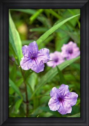Framed Flowers, Antigua, West Indies, Caribbean Print