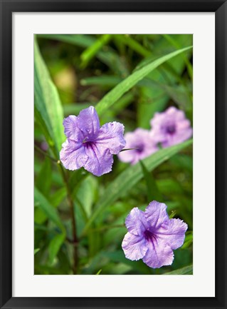 Framed Flowers, Antigua, West Indies, Caribbean Print