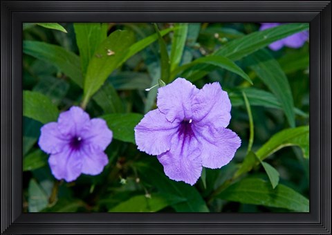 Framed Purple Flowers, Antigua, West Indies, Caribbean Print