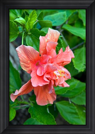 Framed Hibiscus Flowers, Antigua, West Indies, Caribbean Print