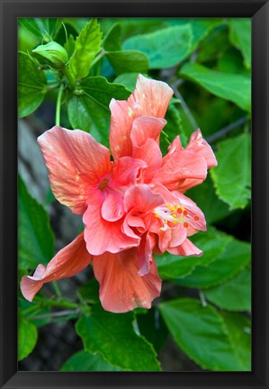 Framed Hibiscus Flowers, Antigua, West Indies, Caribbean Print