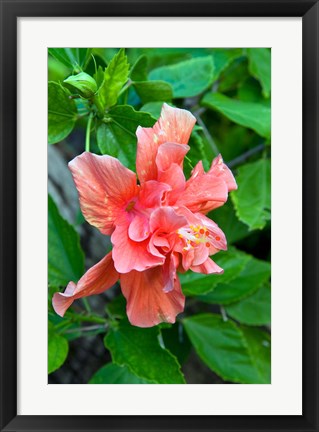 Framed Hibiscus Flowers, Antigua, West Indies, Caribbean Print