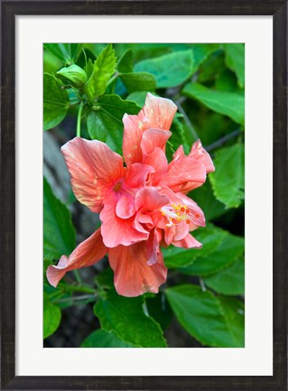 Framed Hibiscus Flowers, Antigua, West Indies, Caribbean Print