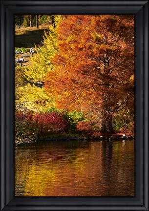 Framed Autumn colour in pond, Botanic Gardens, Dunedin, Otago, South Island, New Zealand Print